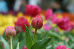IMG_0601_1