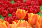 IMG_0618_1