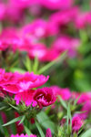 IMG_0637_1