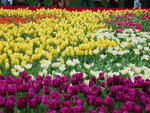 DSCN4457