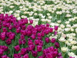 DSCN4461