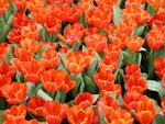 DSCN4471