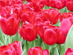 DSCN4477