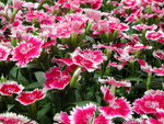 DSCN4485