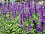 DSCN4487