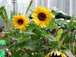 DSCN4496