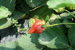 IMG_0676_1