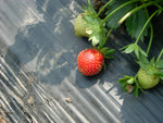 DSCN3258a