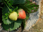 DSCN3259a