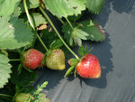 DSCN3288a