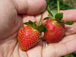 DSCN3289a