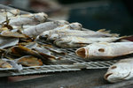 IMG_0795_1