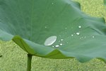 IMG_0906_1