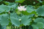 IMG_0913_1