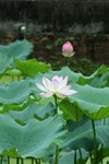 IMG_0917_1