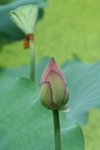 IMG_0919_1