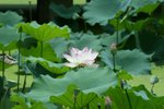 IMG_0936_1