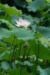 IMG_0938_1