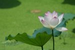 IMG_0948_1