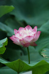 IMG_0965_1