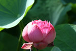 IMG_0969_1