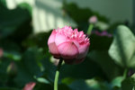 IMG_0971_1