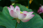 IMG_0981_1