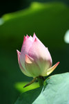 IMG_1004_1
