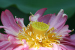 IMG_1005_1