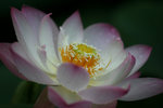 IMG_1008_1
