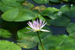 IMG_1012_1