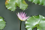 IMG_1015_1