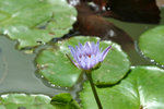 IMG_1019_1