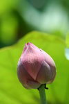 IMG_1030_1