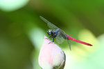 IMG_1040_1