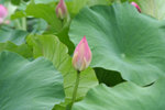 IMG_1062_1