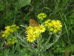 IMG_0471_1
