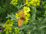 IMG_0475_1