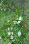 IMG_1268_1