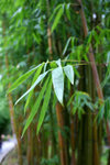 園內竹林夾道
IMG_1417_1