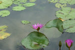 IMG_1568_1
