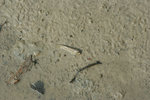 彈塗魚
IMG_1584_1