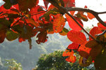 IMG_1933_1