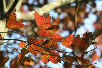 IMG_1934_1