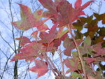 DSCN4615