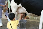 搾牛奶
IMG_2937_1