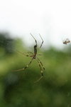 IMG_2978_1