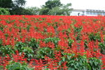 餐廳下的花田
IMG_2987_1
