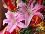花開富貴
DSCN3890