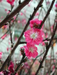 桃花盛開
DSCN3906